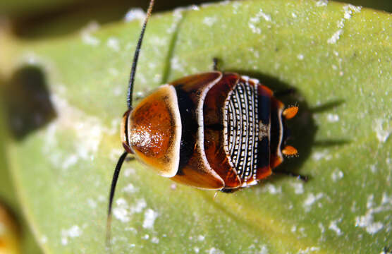 Image of Ellipsidion australe Saussure 1863