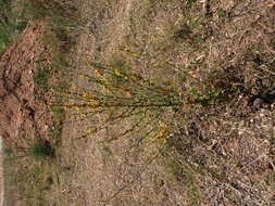 Image of wavyleaf mullein