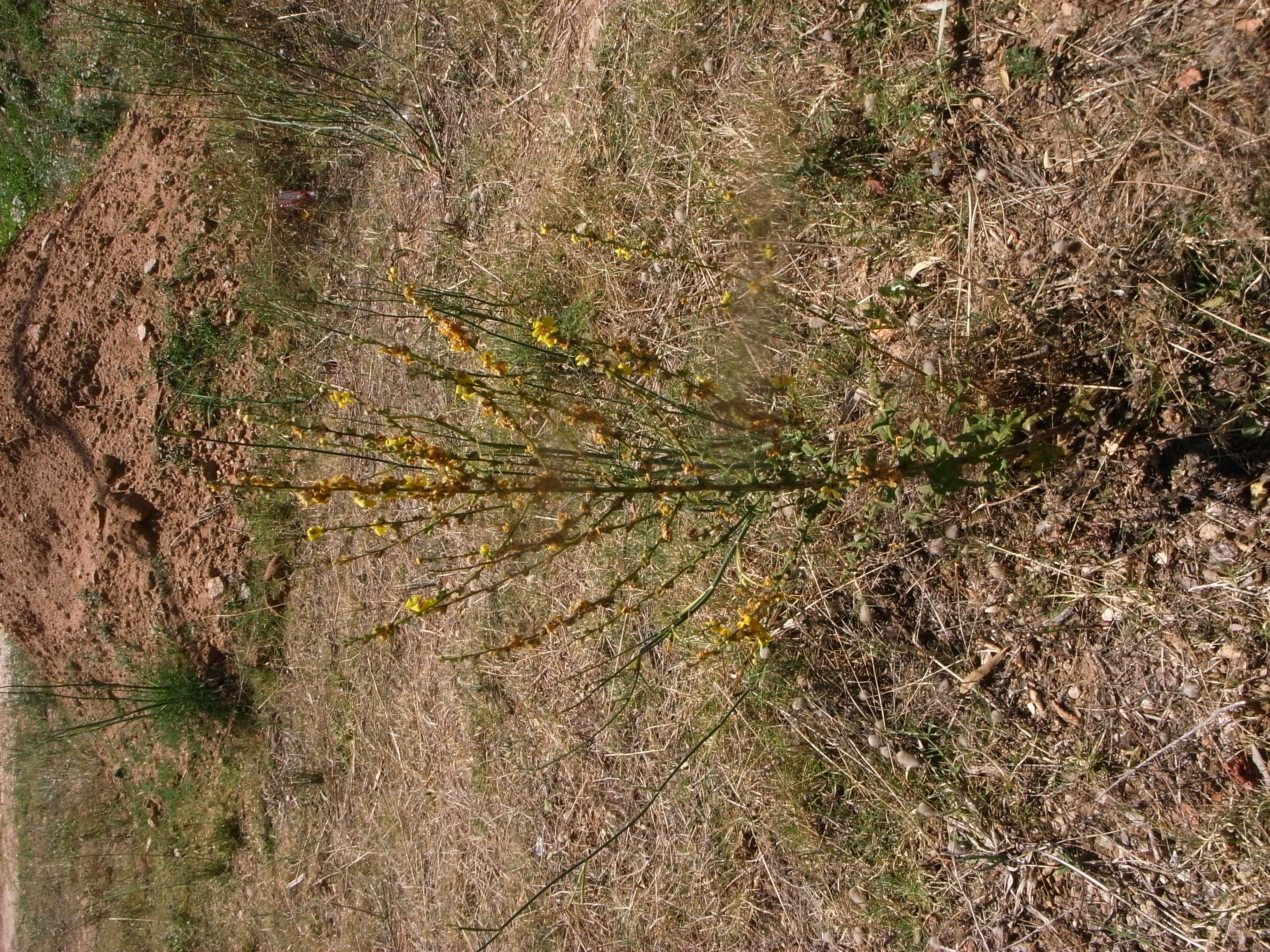 Image of wavyleaf mullein