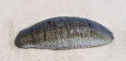 Image of Holothuria subgen. Metriatyla Rowe 1969