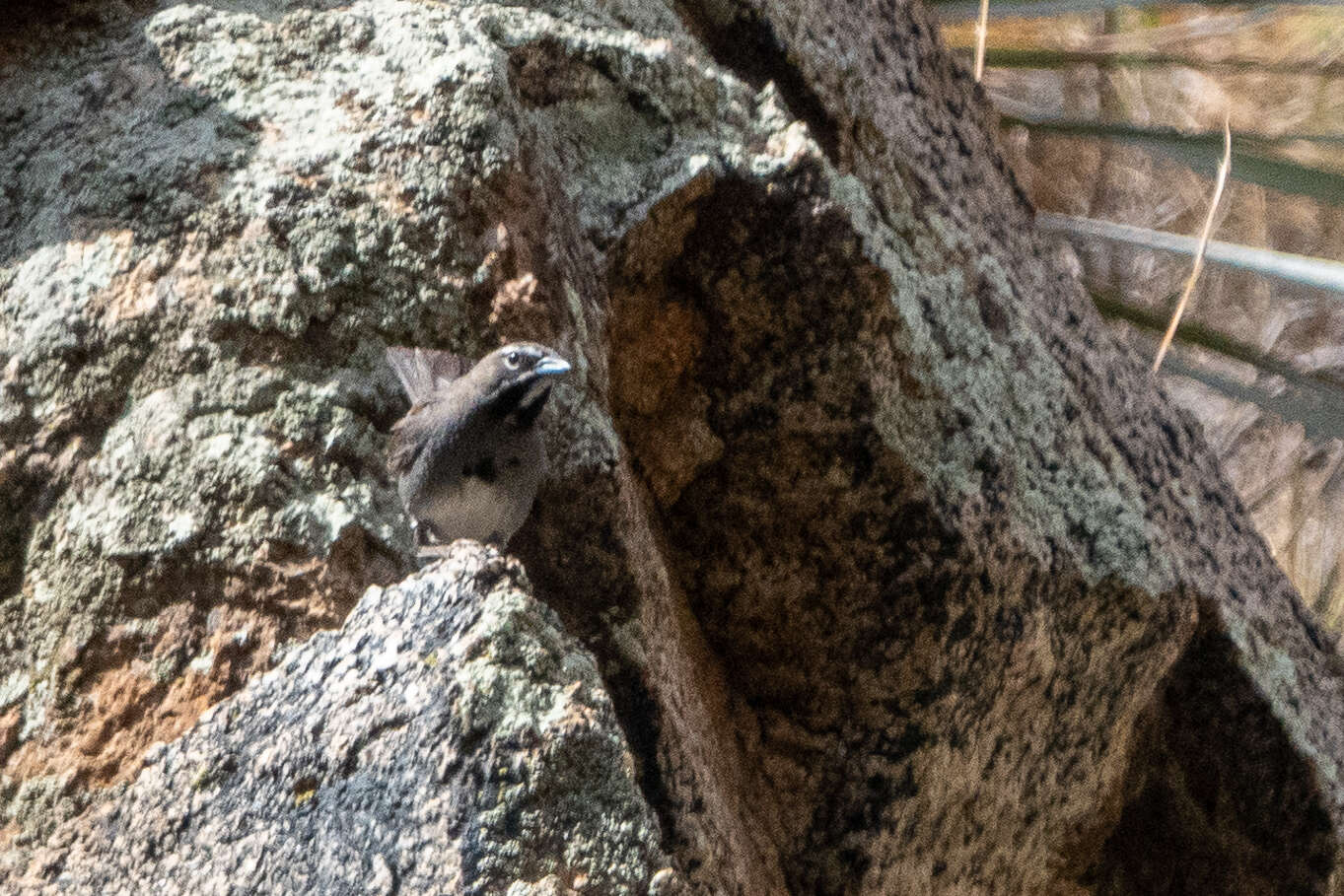 Image of Five-striped Sparrow