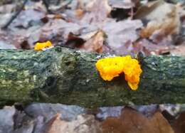 Image of Witches butter