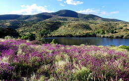 Imagem de Lavandula pedunculata (Mill.) Cav.