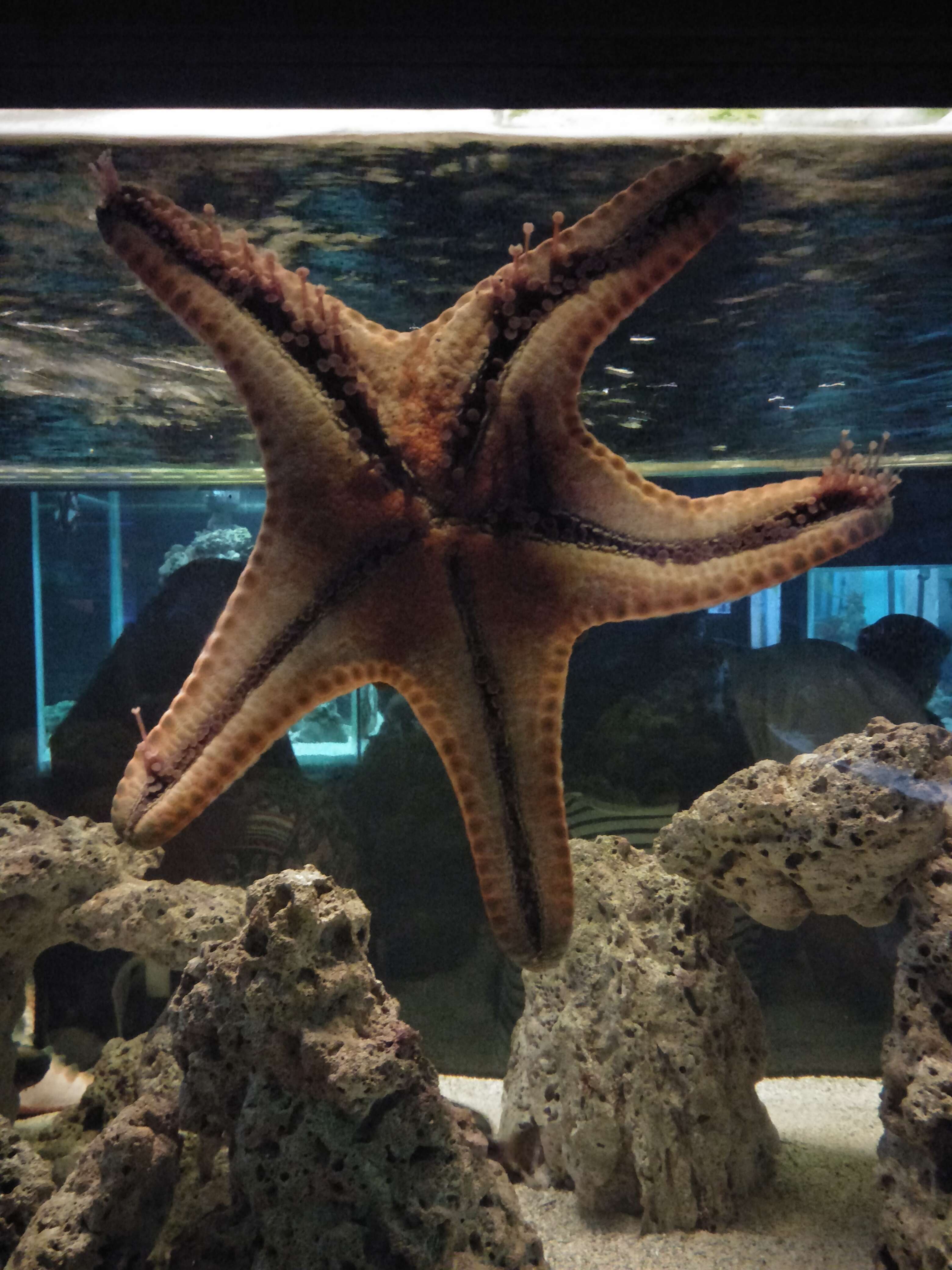 Image of horned seastar