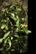 Image of Bulbophyllum retusiusculum Rchb. fil.