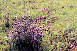 Image of Lavandula pedunculata (Mill.) Cav.