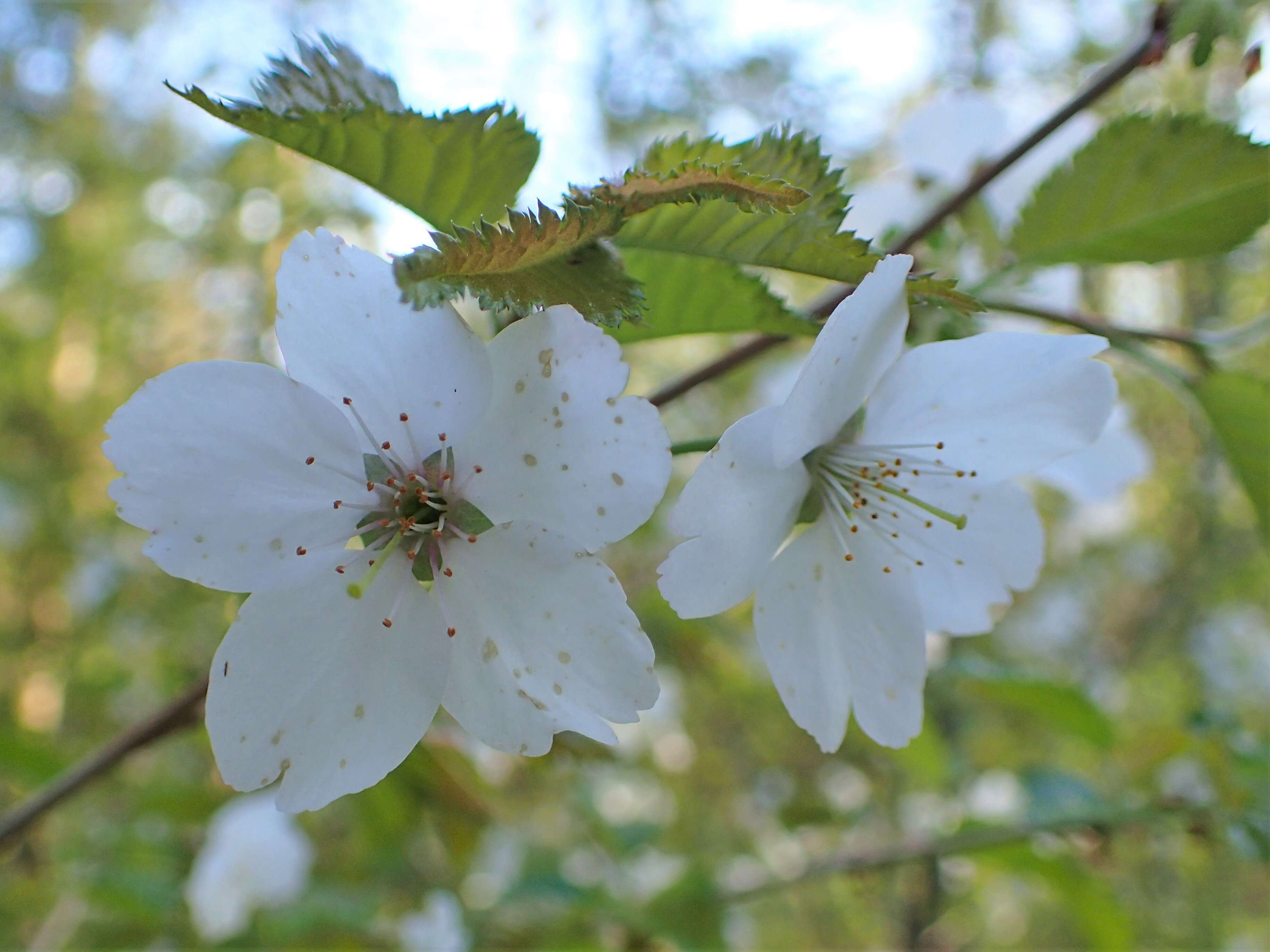 Prunus incisa C. P. Thunb. ex A. Murray resmi