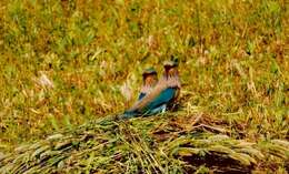 Image of Indian Roller