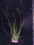 Image of Brown's lovegrass