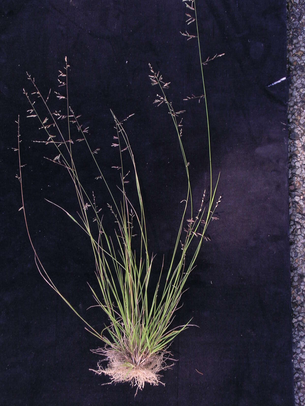 Image of Brown's lovegrass