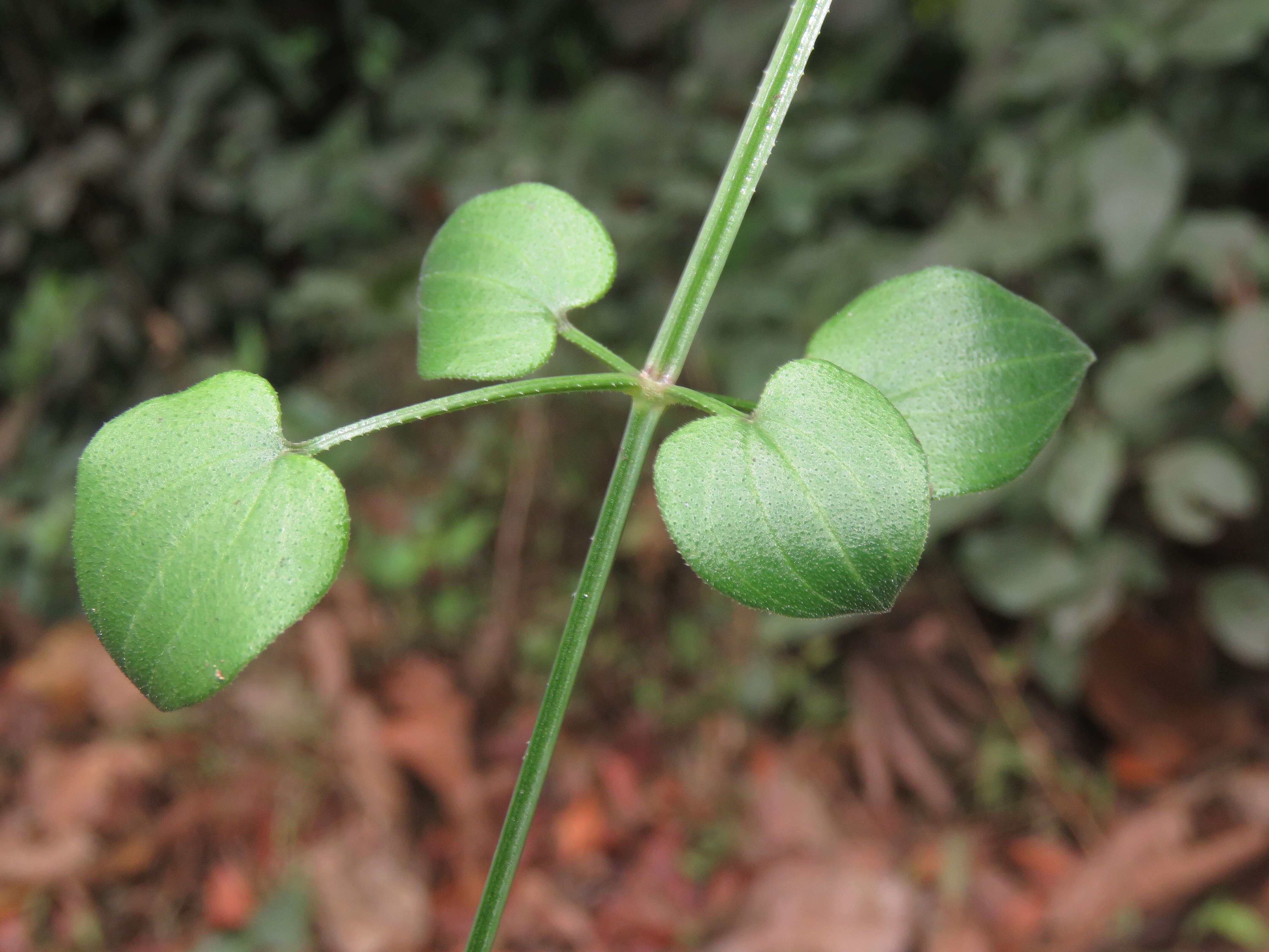 Plancia ëd Rubia cordifolia L.