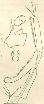 Image of Pontellidae Dana 1852