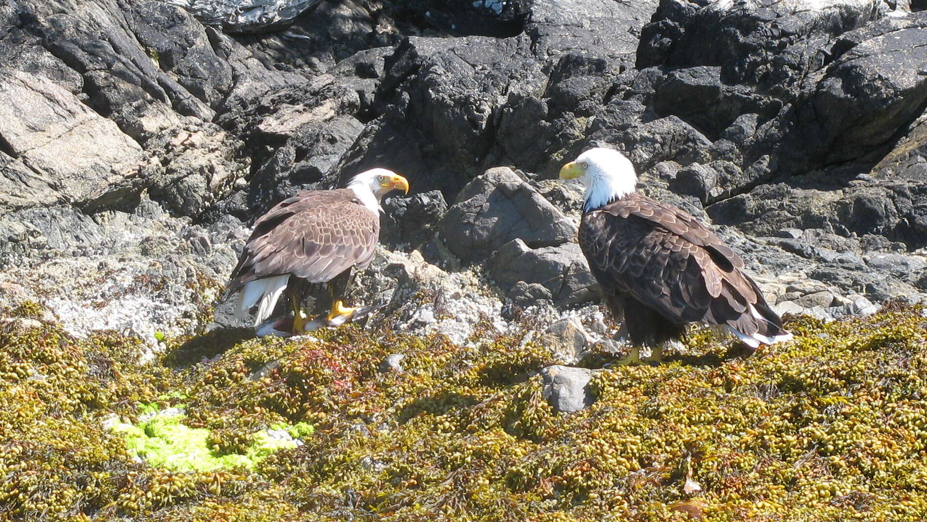 Image of Bald Eagle