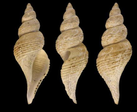 Image of Aforia crebristriata (Dall 1908)