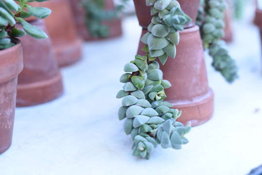 Image of Crassula deceptor Schönl. & Baker fil.