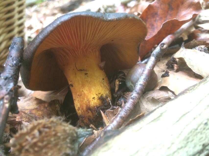 Image of Jack o'Lantern mushroom