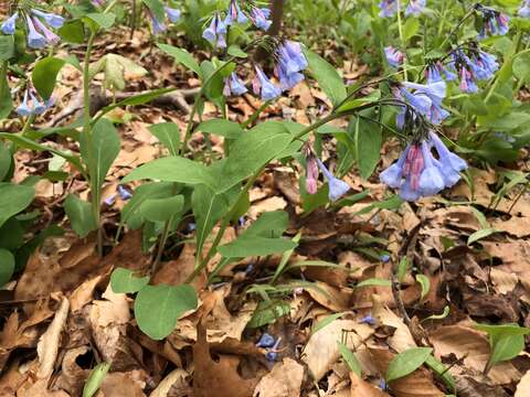 Image of Virginia Bluebell