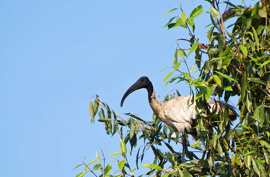 Image of Black-headed Ibis