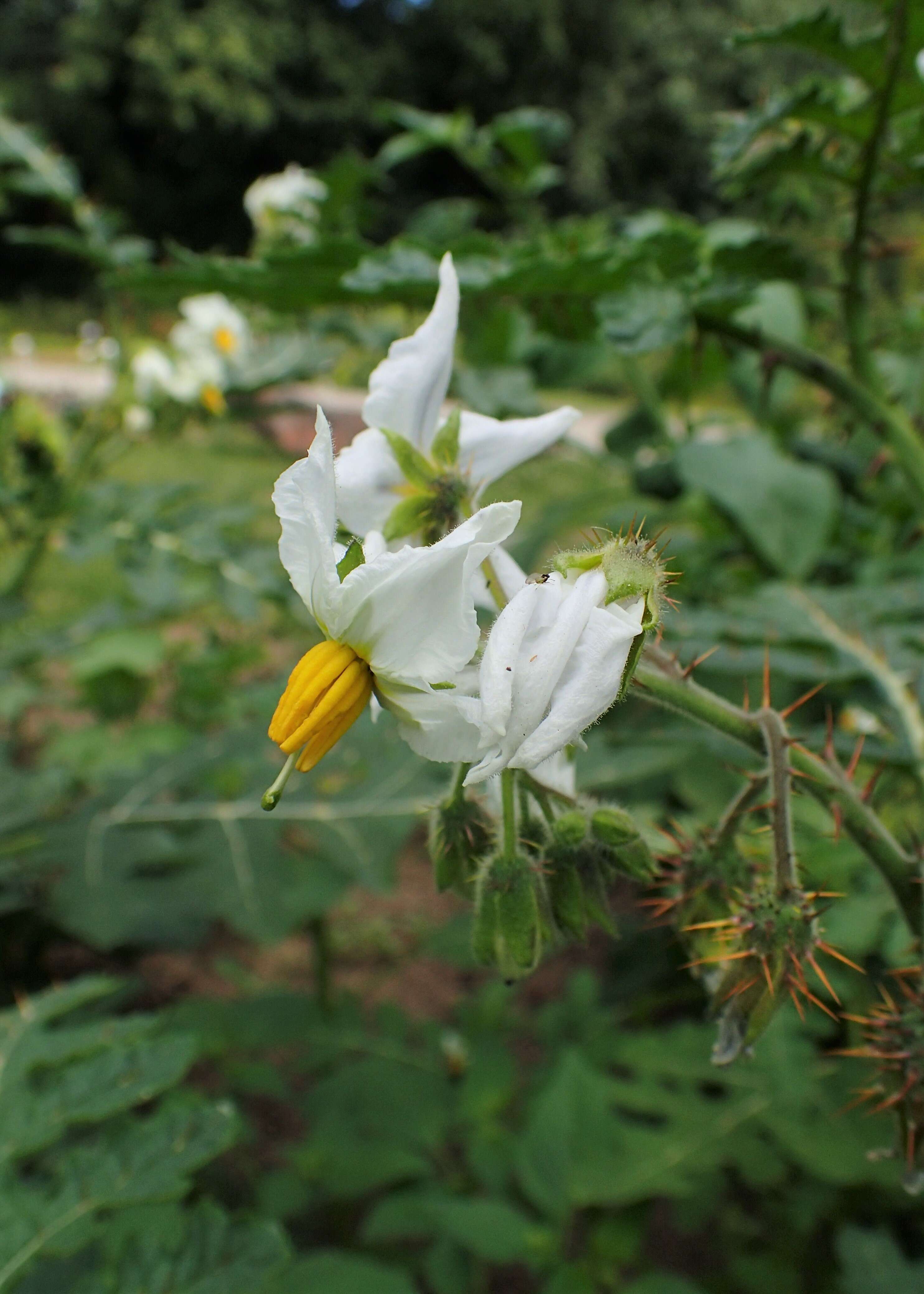 Plancia ëd Solanum sisymbriifolium Lam.