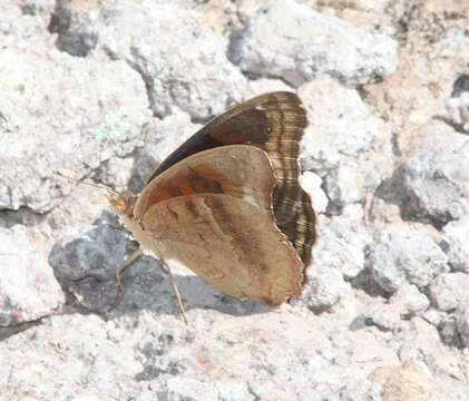 Image of Junonia nigrosuffusa Barnes & McDunnough 1916