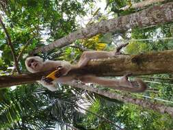 Image of White-fronted Capuchin