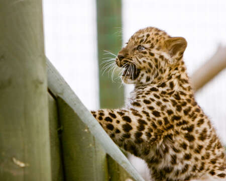 Imagem de Leopardo-de-amur