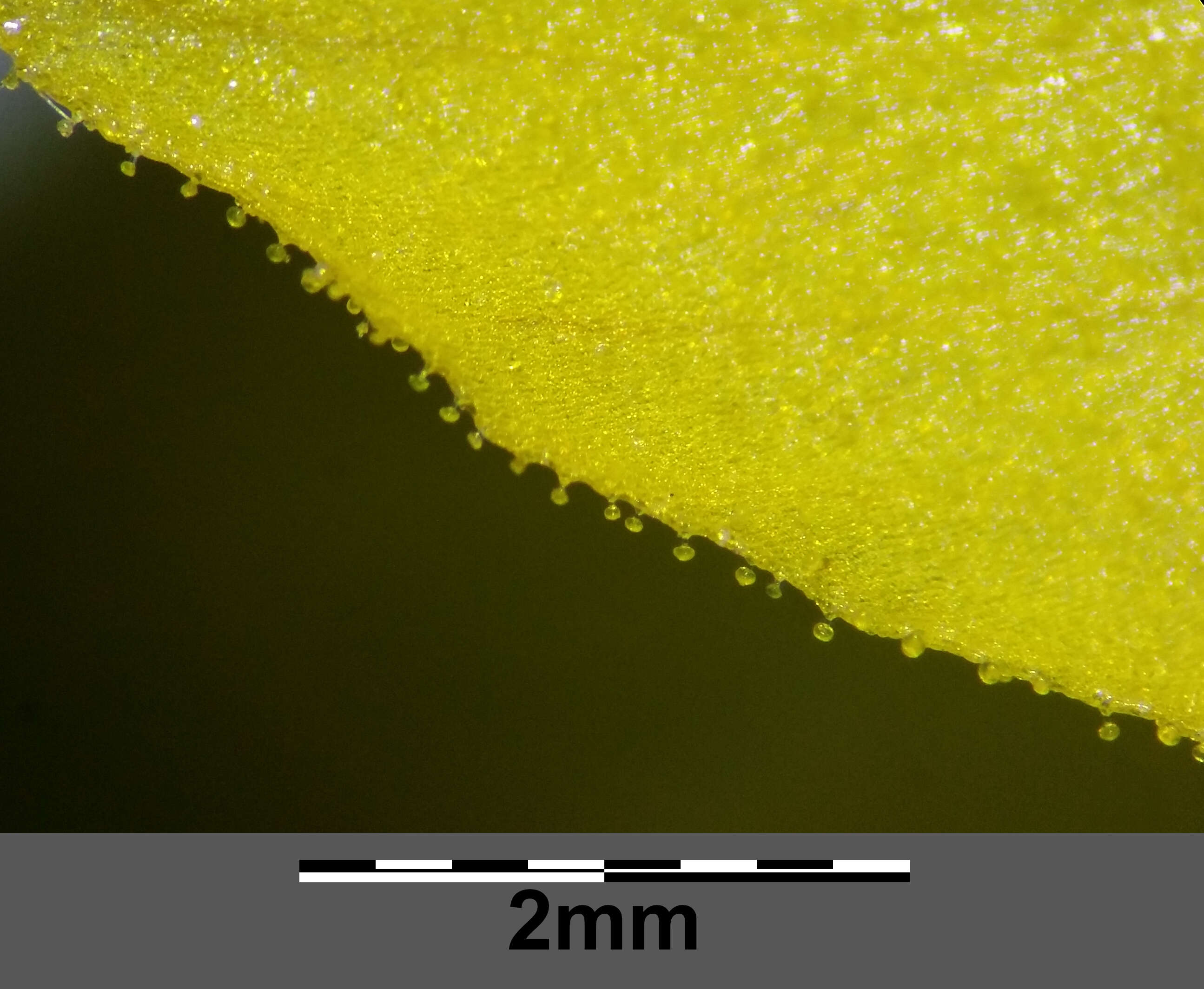Слика од Lysimachia punctata L.