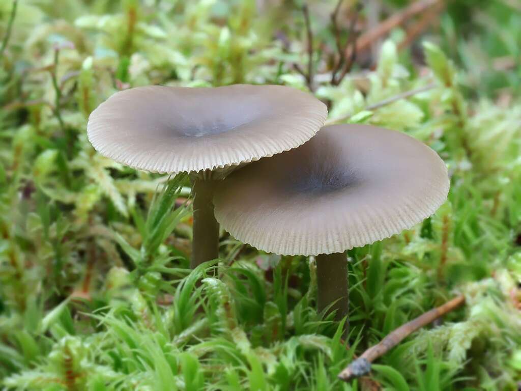 Image of Clitocybe vibecina (Fr.) Quél. 1872