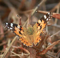 Image of Vanessa cardui