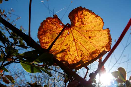 Image of crimson glory vine