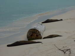 Image of Hawaiian Monk Seal