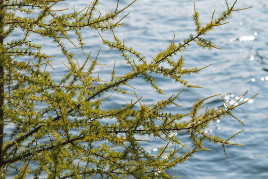 Image of American Larch