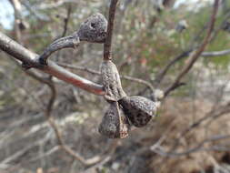 Image of Eucalyptus cernua Brooker & Hopper