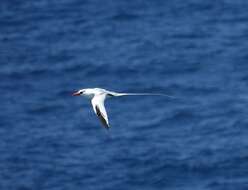 Image of Red-billed Tropicbird