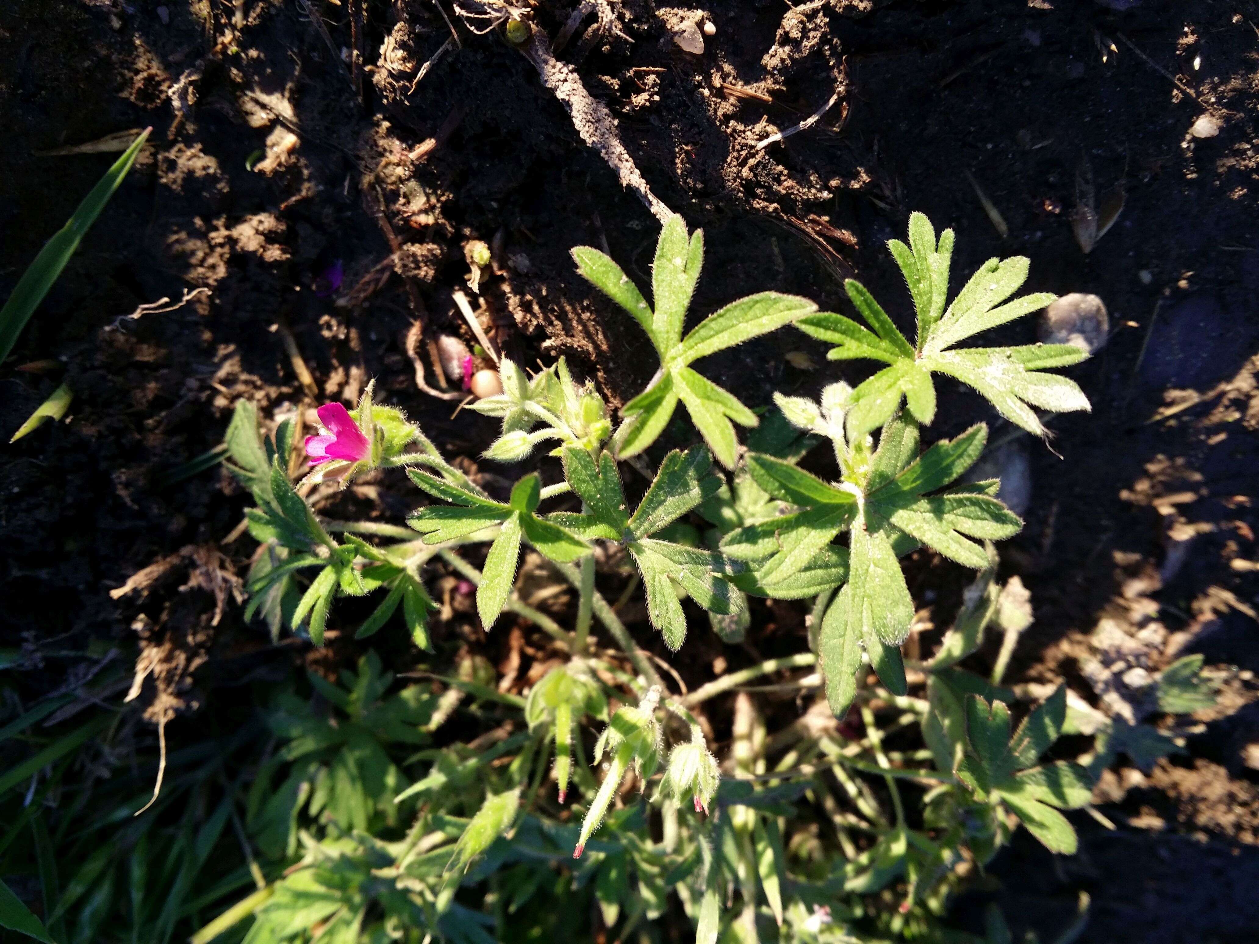 Plancia ëd Geranium dissectum L.