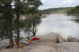 Image de Pinus arizonica var. cooperi (C. E. Blanco) Farjon