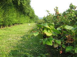 Image of Black Currant