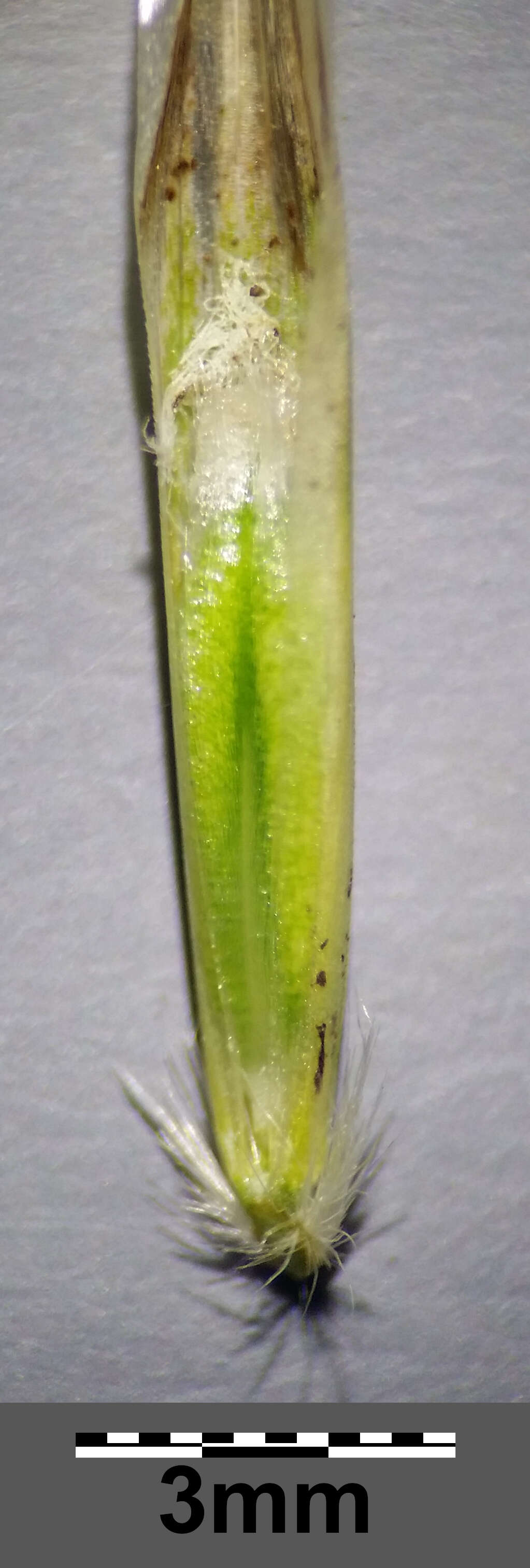 Image of Helictochloa pratensis (L.) Romero Zarco