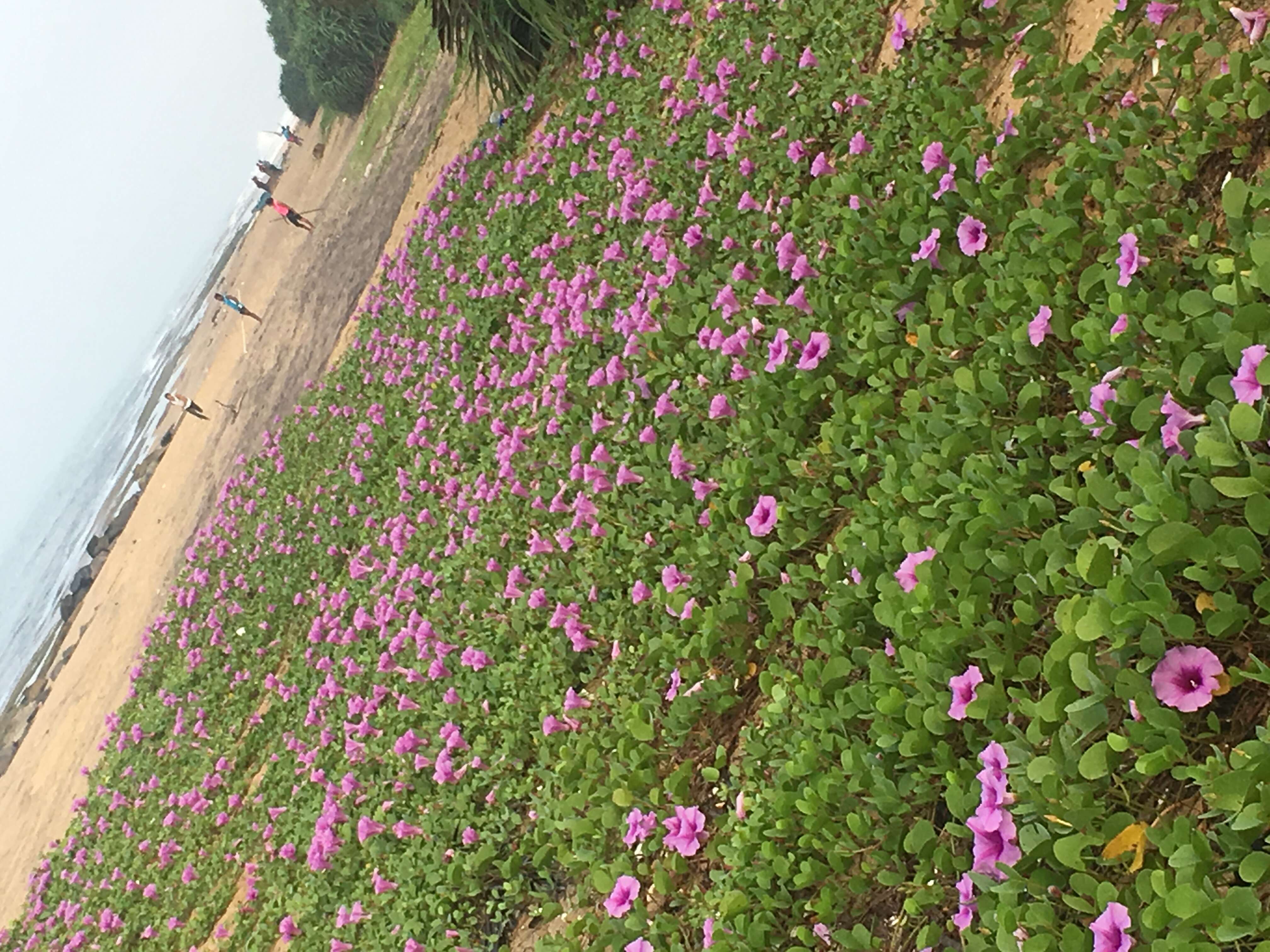 Ipomoea pes-caprae (L.) R. Brown resmi