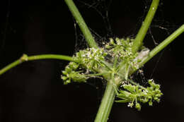 Image of Fool's-Watercress