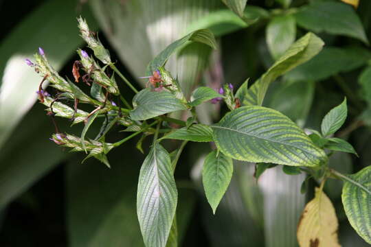 Image of blue-sage