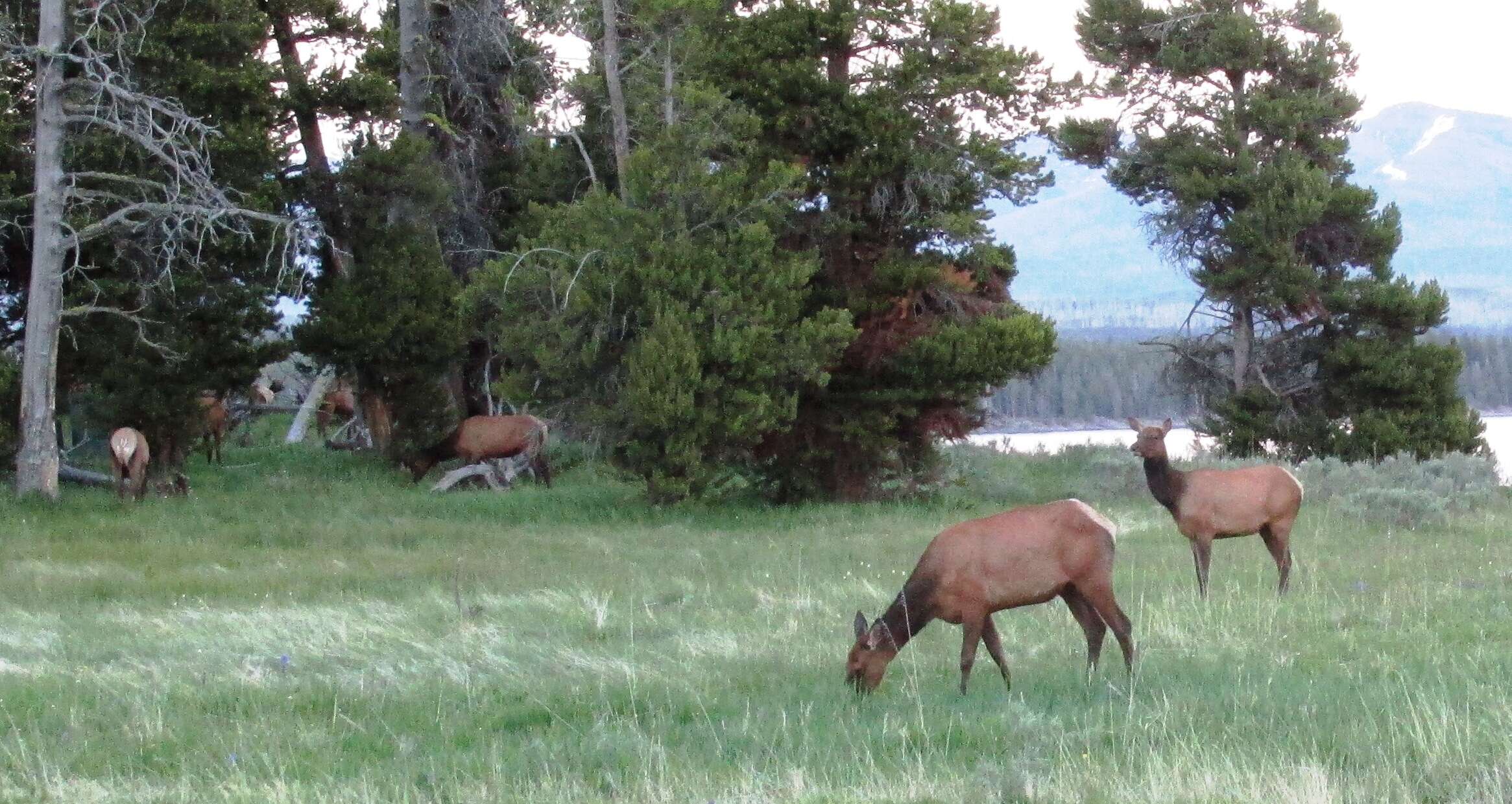 Image of Cervus canadensis nelsoni