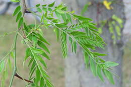 Plancia ëd Gleditsia triacanthos L.