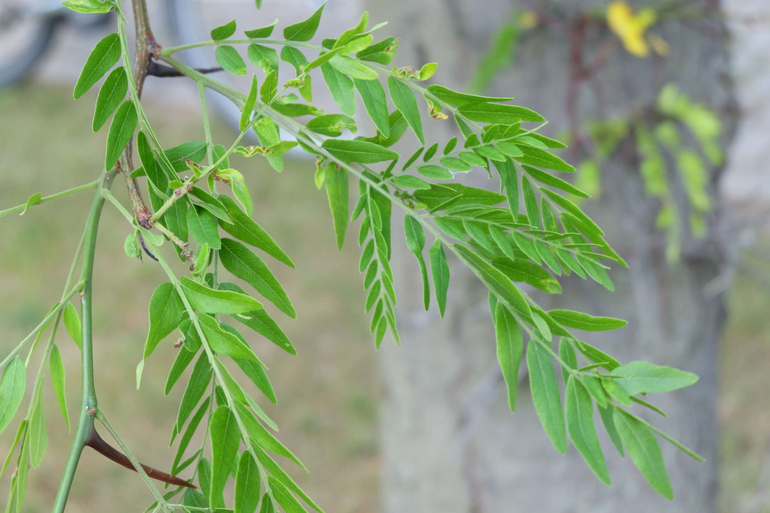 Plancia ëd Gleditsia triacanthos L.