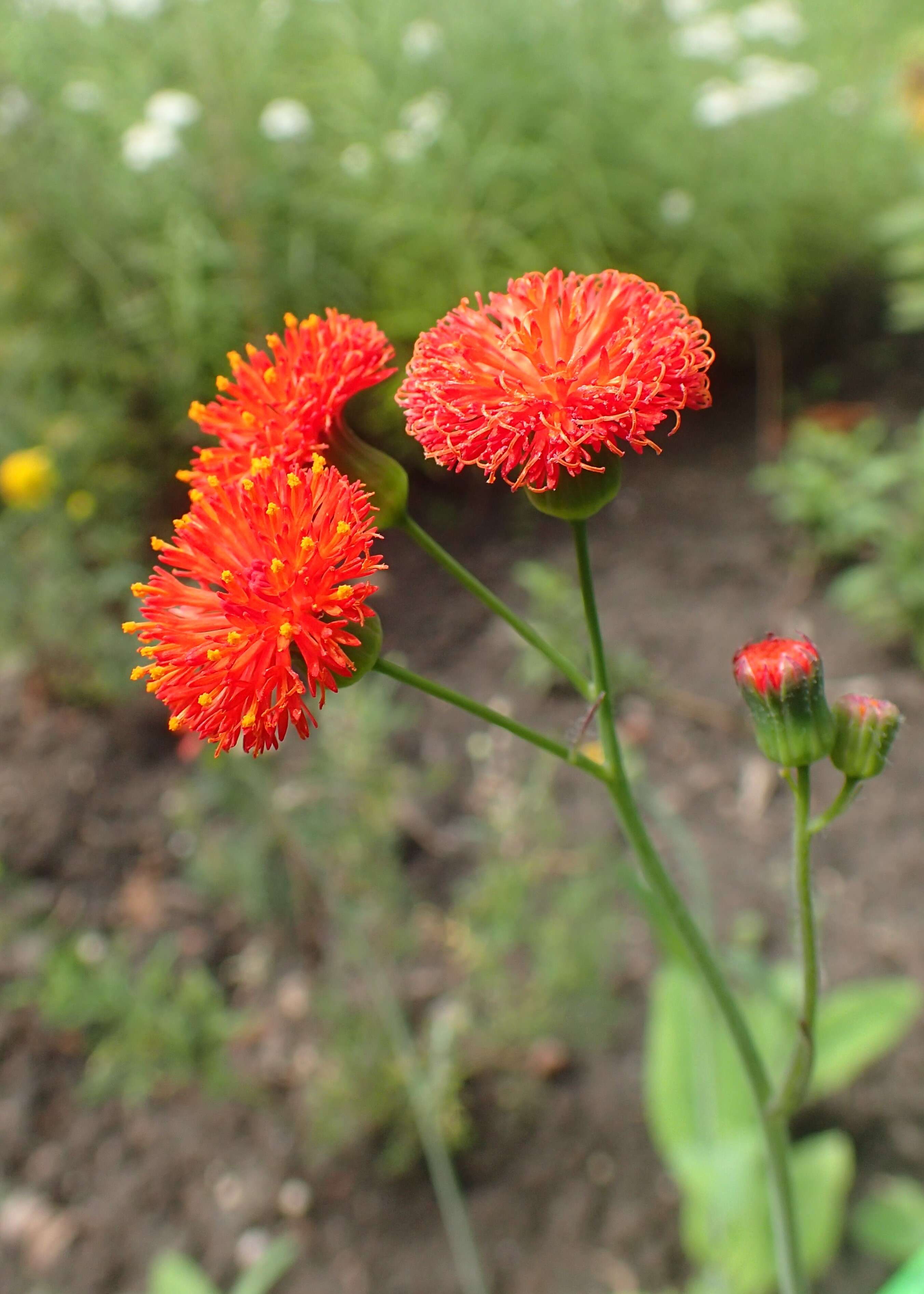 Image of Florida tasselflower