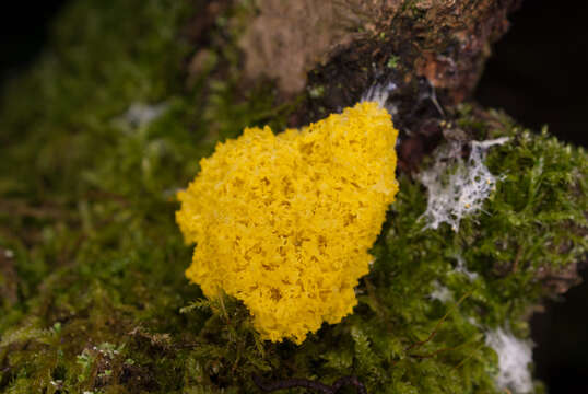 Image of Dog vomit slime mold