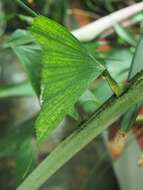 Image of Burmese fishtail palm