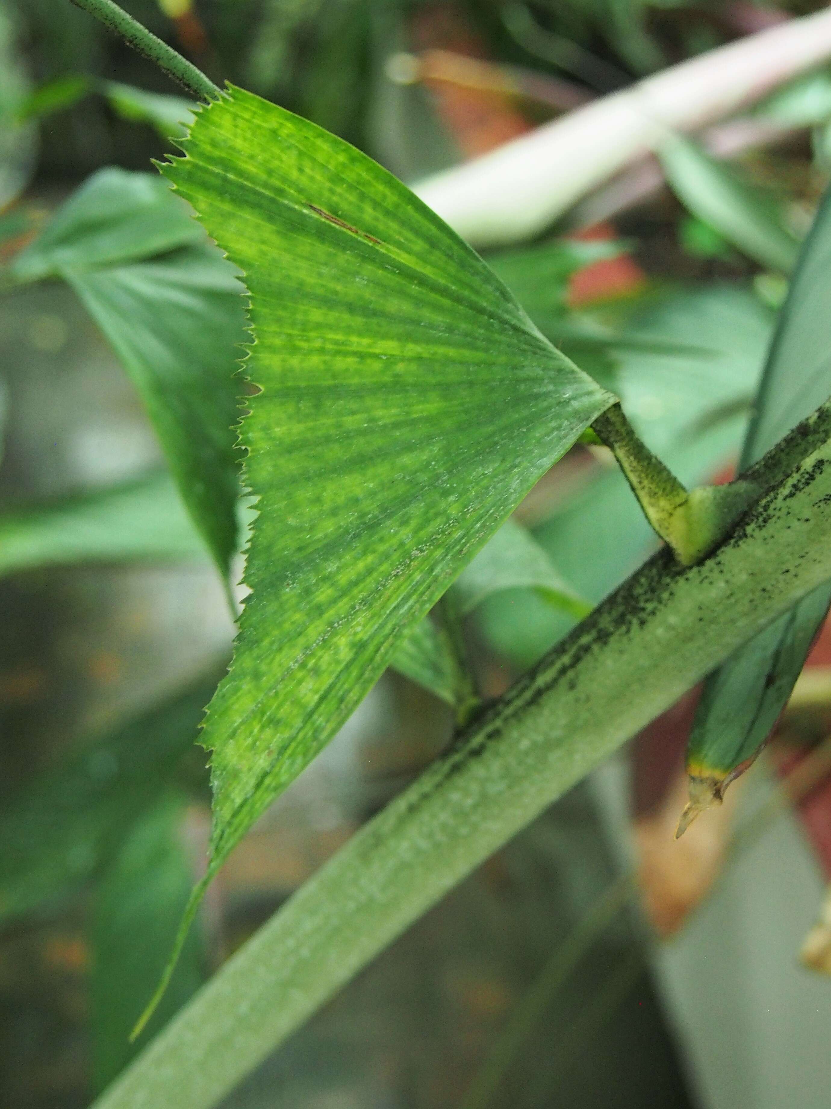 Image of Burmese fishtail palm