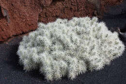 Image of thistle cholla