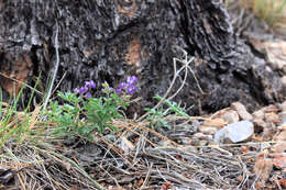 Image of Arizona lupine